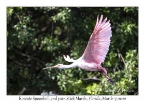 Roseate Spoonbill