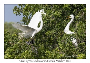 Great Egrets