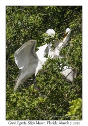 Great Egrets