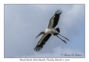 Wood Stork