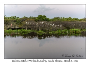 Roosting & Nesting Trees