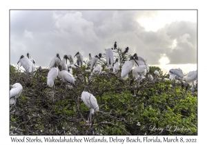 Wood Storks