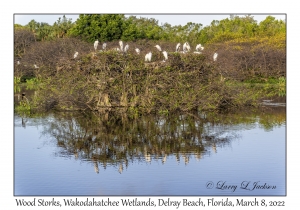 Roosting & Nesting Trees