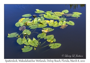 Spatterdock