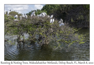 Roosting & Nesting Trees