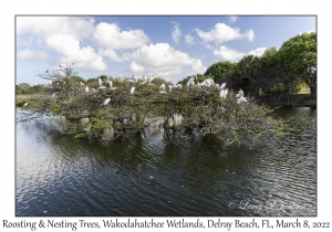 Roosting & Nesting Trees