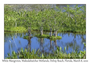 White Mangrove Trees