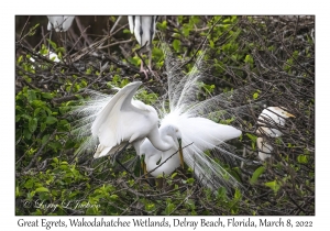 Great Egrets