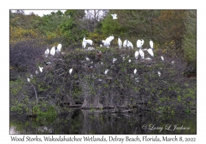 Wood Storks