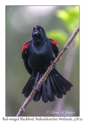 Red-winged Blackbird