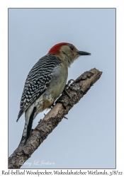 Red-bellied Woodpecker