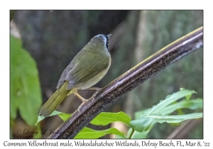 Common Yellowthroat