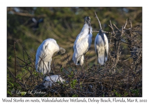 Wood Storks