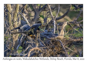 Anhinga