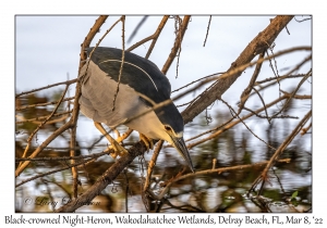 Black-crowned Night-Heron