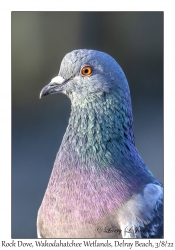 Rock Dove