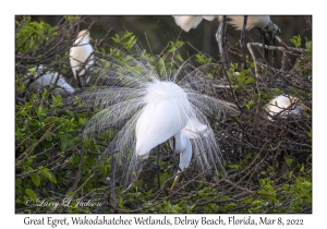 Great Egret