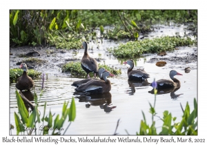 Black-bellied Whistling-Ducks