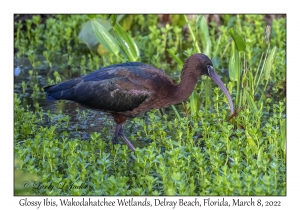 Glossy Ibis