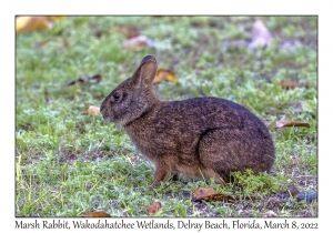 Marsh Rabbit