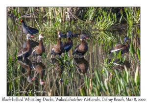 Black-bellied Whistling-Ducks