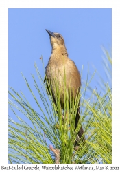 Boat-tailed Grackle