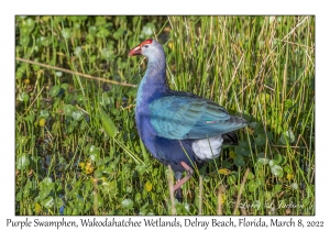 Purple Swamphen