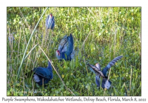 Purple Swamphens