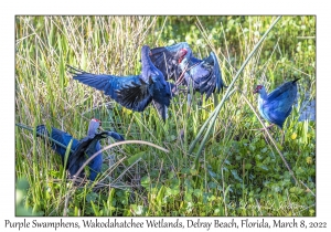 Purple Swamphens