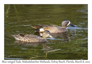 Blue-winged Teals