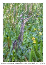 American Bittern