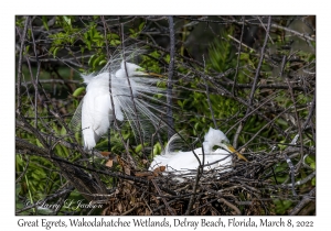 Great Egrets