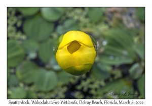 Spatterdock