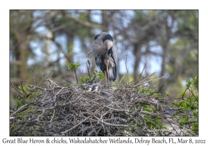 Great Blue Heron & chicks