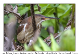 Least Bittern