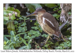 Least Bittern