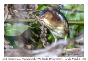 Least Bittern