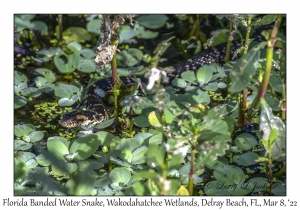 Florida Banded Water Snake