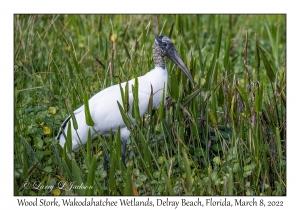 Wood Stork