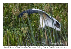 Wood Stork