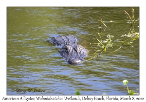 American Alligator