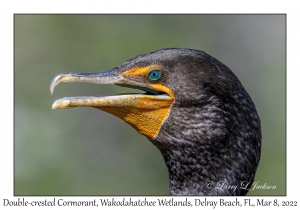 Double-crested Cormorant