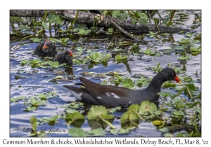 Common Moorhen & chcks