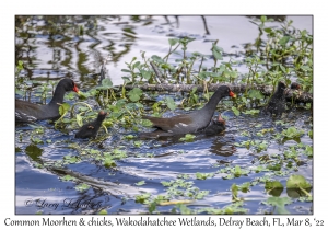 Common Moorhens & chcks