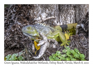 Green Iguana