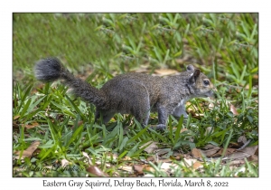 Eastern Gray Squirrel