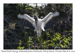 Wood Stork