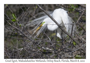 Great Egret