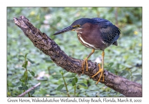 Green Heron