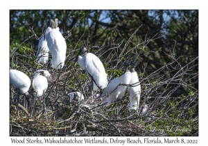 Wood Stork